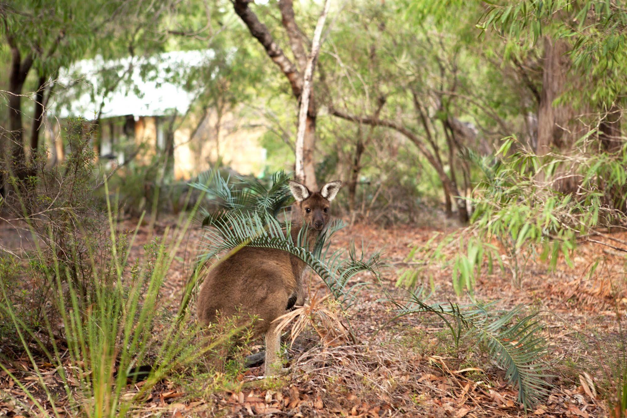 Bussells Bushland Cottages Margaret River Kültér fotó